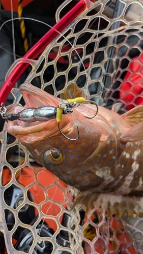 キジハタの釣果