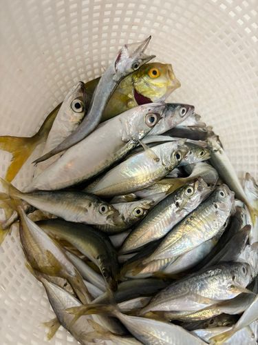 ネリゴの釣果