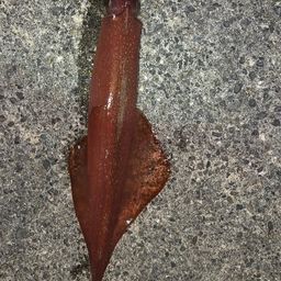 ケンサキイカ
