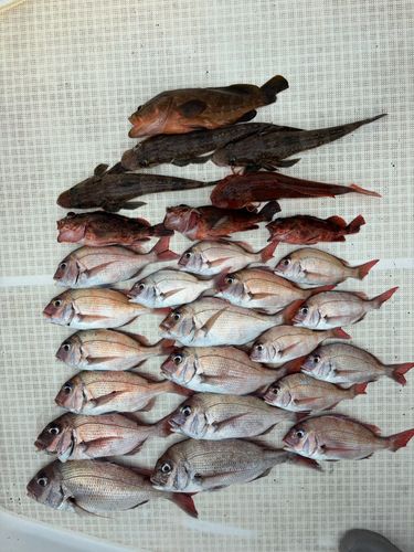 マダイの釣果