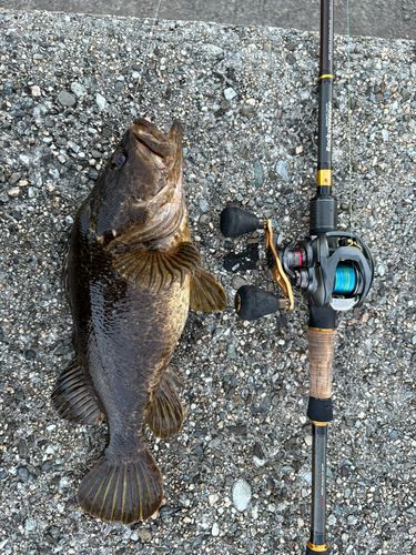 アコウの釣果