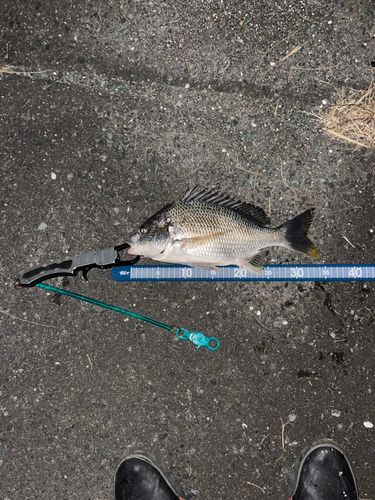 キビレの釣果