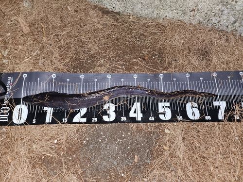 クロアナゴの釣果