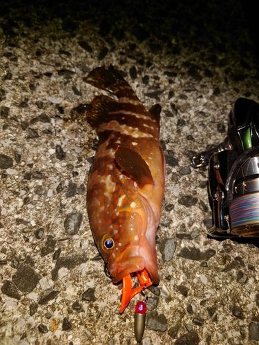 キジハタの釣果