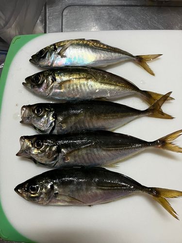 アジの釣果
