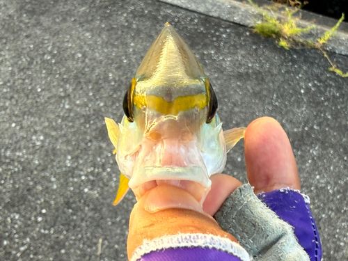 ヒトスジタマガシラの釣果