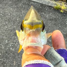 ヒトスジタマガシラ