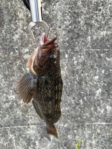 アイナメの釣果