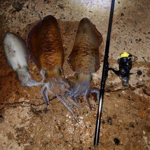 アオリイカの釣果