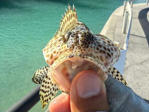カンモンハタの釣果