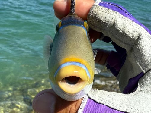 ムラサメモンガラの釣果