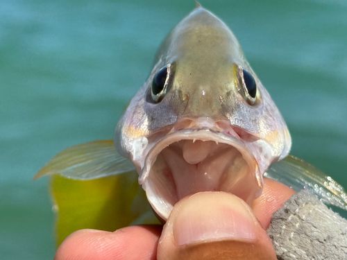 ニセクロホシフエダイの釣果