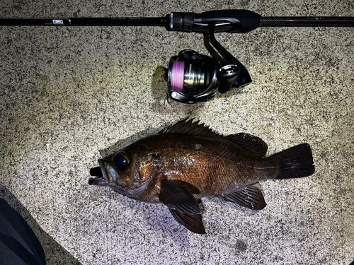 メバルの釣果