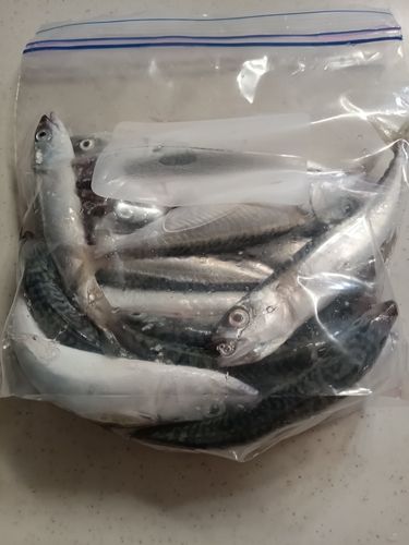サバの釣果