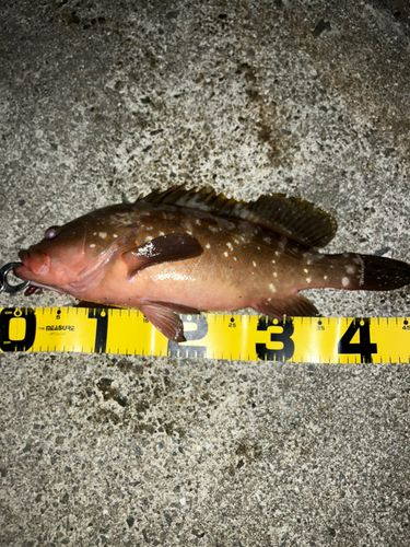 アコウの釣果