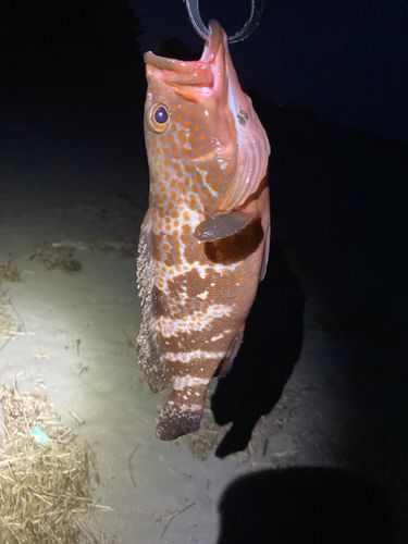 キジハタの釣果