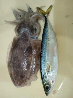 コウイカの釣果