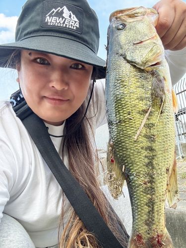 ラージマウスバスの釣果