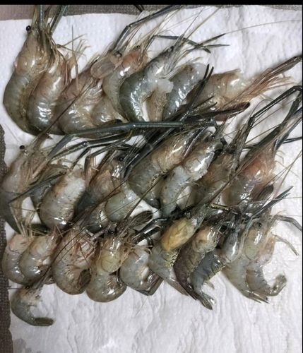 テナガエビの釣果