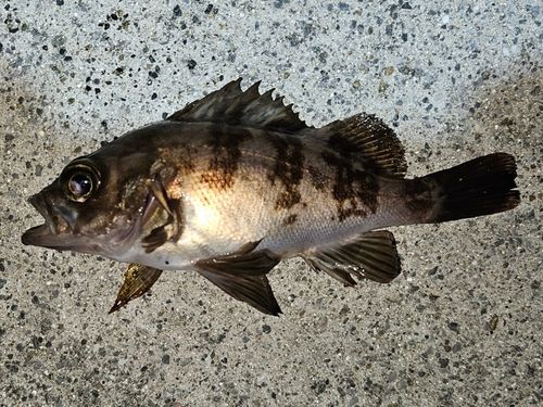 メバルの釣果