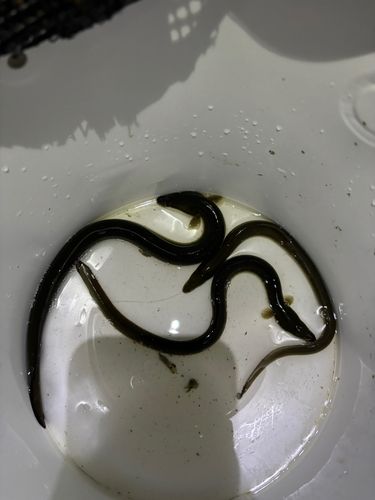 ウナギの釣果