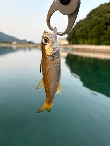 クロムツの釣果