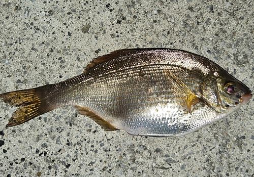 タナゴの釣果