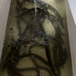 ウナギ