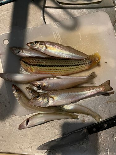 キスの釣果