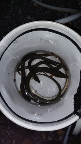 ウナギの釣果