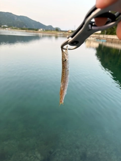 カマスの釣果