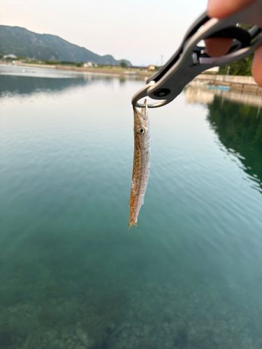 カマスの釣果