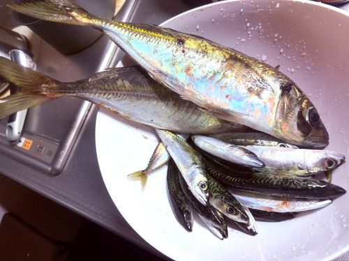 サバの釣果