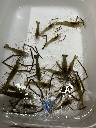 テナガエビの釣果