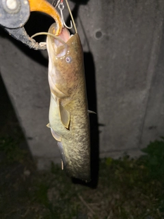 ナマズの釣果