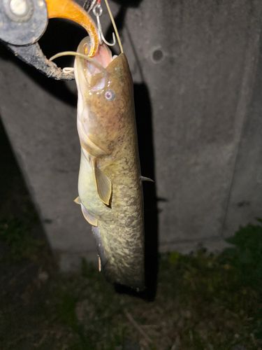 ナマズの釣果