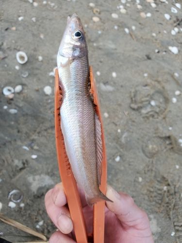 キスの釣果