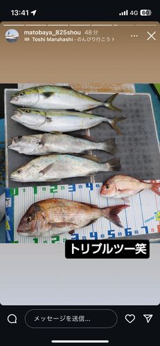 マダイの釣果