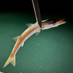 カマス