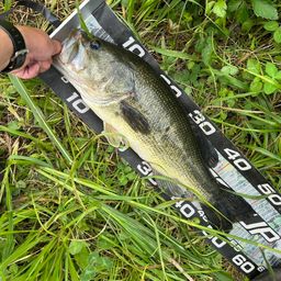 ラージマウスバス