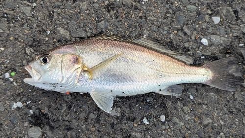 シログチの釣果
