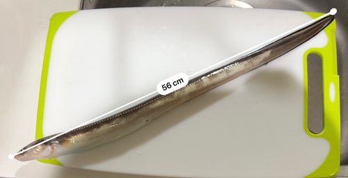 マアナゴの釣果