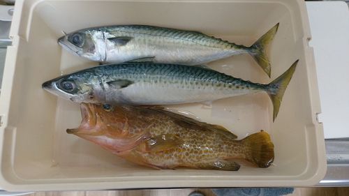 サバの釣果