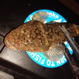 マゴチ