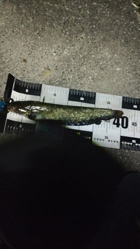 マナマズの釣果