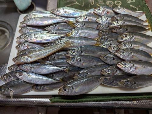 マアジの釣果