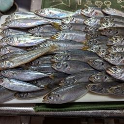 マアジ