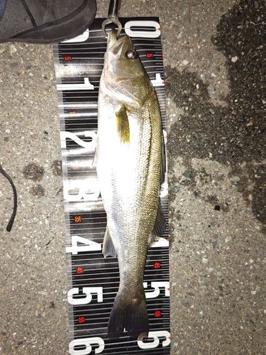 シーバスの釣果