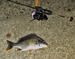 キビレの釣果