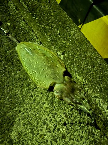 モンゴウイカの釣果